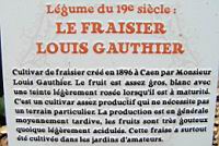 12 - Legume du 19e - Le Fraisier Louis Gauthier.jpg